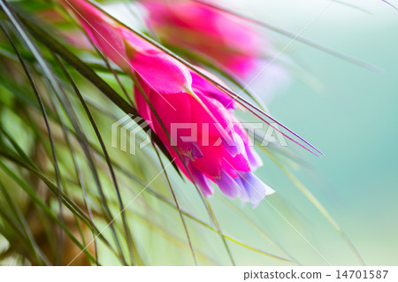 Tirantia·Strictor,Pineapple Department,Tropical America Tirantia·Strictor,Pineapple Department,Tropical America 14701587