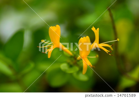 魚金銀花,金銀花家庭,Ryukyusu 魚金銀花,金銀花家庭,Ryukyusu 14701589