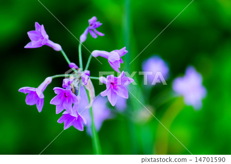 一種屬於Tulbagia,Lilyu,南非的物種 一種屬於Tulbagia,Lilyu,南非的物種 14701590
