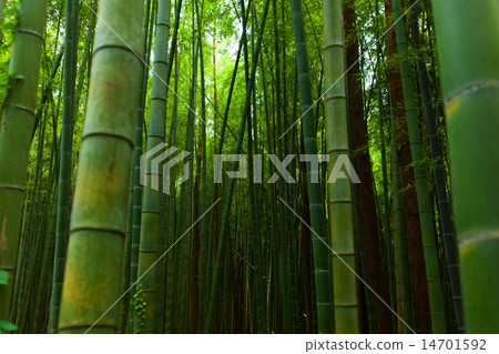 竹林燈 竹林燈 14701592