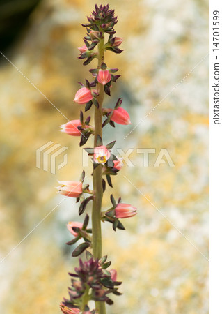 Ekerberia·Nodrosa，Benged家族 14701599