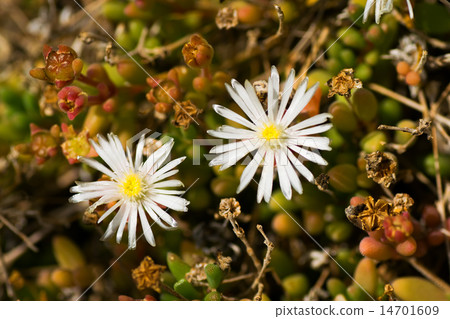 Delrosperma · carouicum, Cunnina family, South Africa 14701609