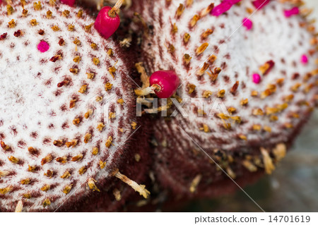 Meloactucus · Arnes tea, Clown cloud, Cactaceae, Brazil Meloactucus · Arnes tea, Clown cloud, Cactaceae, Brazil 14701619