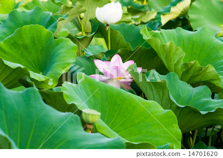 蓮花 蓮花 14701620