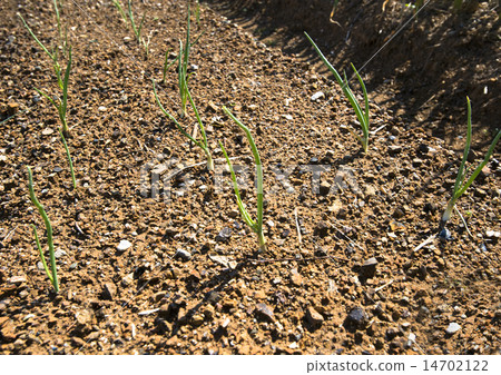 Green onion Green onion 14702122