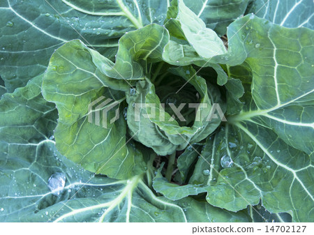 cabbage cabbage 14702127