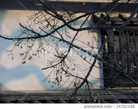 The street of Kurashiki Sendan Fruit 14702188