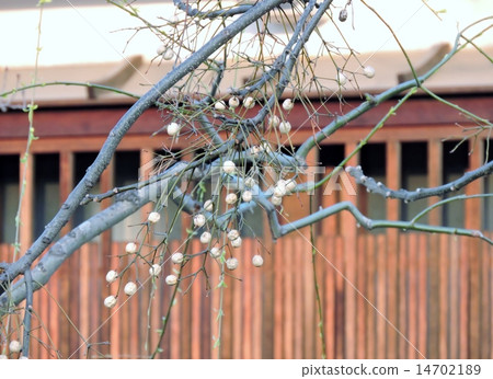 Kurashiki Sendan Fruit的街道 14702189