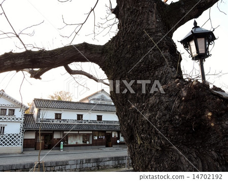 Town of Kurashiki Sendan tree 14702192