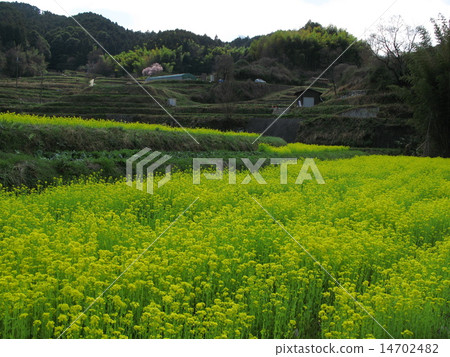 強姦開花 14702482