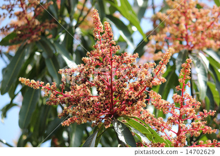 Mango flowers 14702629