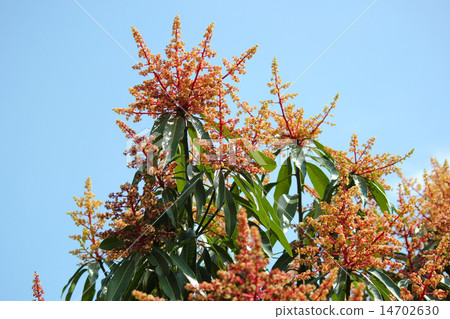 Mango flowers Mango flowers 14702630