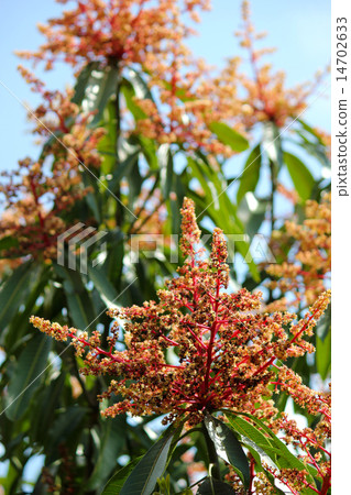 Mango flowers 14702633