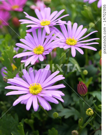 Spring - Autolith (Princess Hikiku): Brakkam 14702986