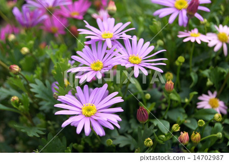 Spring - Autolith (Princess Hikiku): Brakkam 14702987