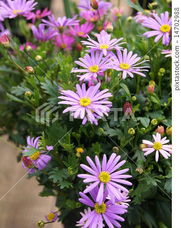 Spring - Autolith (Princess Hikiku): Brakkam 14702988