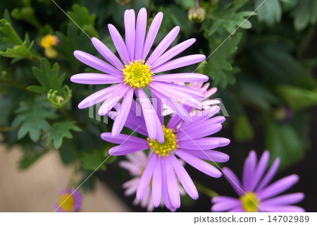 Spring - Autolith (Princess Hikiku): Brakkam 14702989