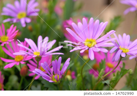 春天 -  Autolith（Princess Hikiku）：Brakkam 14702990