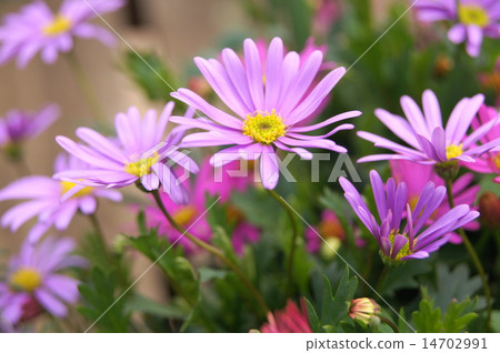 Spring - Autolith (Princess Hikiku): Brakkam 14702991