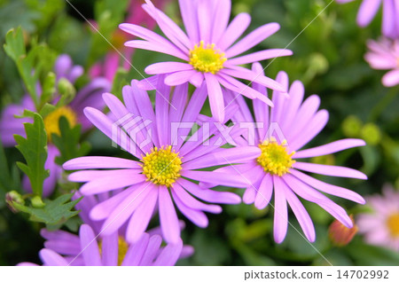 Spring - Autolith (Princess Hikiku): Brakkam 14702992