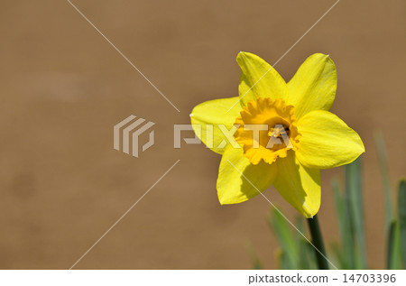Trumpet Daffodil (Daffodils) Trumpet Daffodil (Daffodils) 14703396
