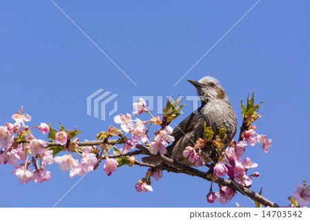 Kawazu cherry blossoms and bulbuls 14703542