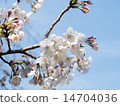 五朵盛開的櫻花 14704036