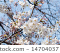 五朵盛開的櫻花 14704037