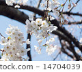 五朵盛開的櫻花 14704039