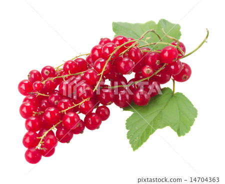 fresh red currant fresh red currant 14704363