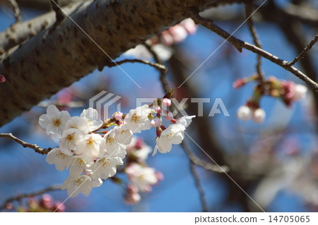 Cherry Blossoms	 14705065