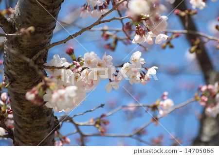Cherry Blossoms Cherry Blossoms 14705066