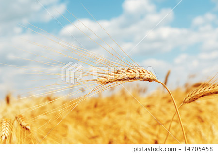 ripe ear of wheat on field ripe ear of wheat on field 14705458