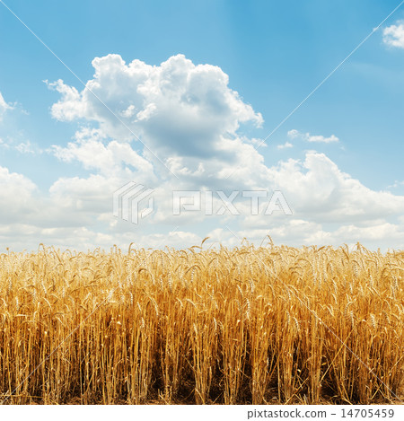 golden harvest field and cloudy sky golden harvest field and cloudy sky 14705459