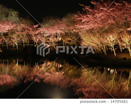 Cherry blossoms at night 14705881