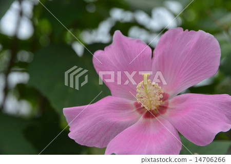 Drunken Furong 14706266