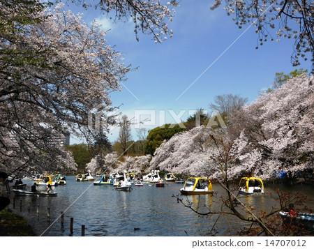 Spring cherry blossoms in full bloom Inokashira Park Spring cherry blossoms in full bloom Inokashira Park 14707012