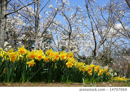三月花玉蘭和水仙花 三月花玉蘭和水仙花 14707069