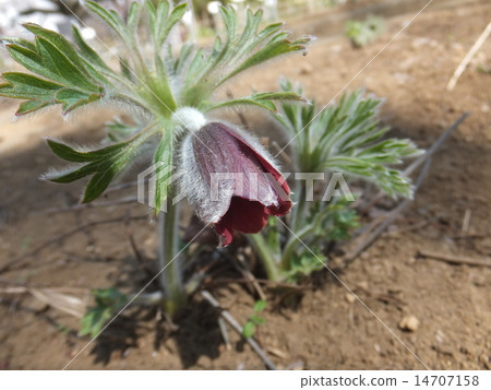 Okinagusa spring flowers 14707158