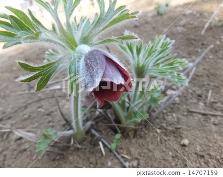 Okinagusa spring flowers 14707159