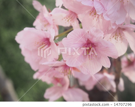 Pink cherry blossoms Pink cherry blossoms 14707296