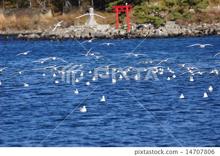 Seagull huge flying front Seagull huge flying front 14707806