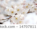 Cherry blossom petal A 14707811