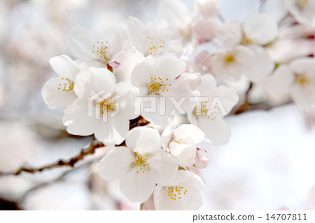 Cherry blossom petal A Cherry blossom petal A 14707811