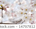 Cherry blossom petal B 14707812