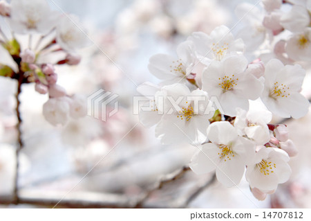 Cherry blossom petal B Cherry blossom petal B 14707812