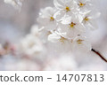 Cherry blossom petal C 14707813