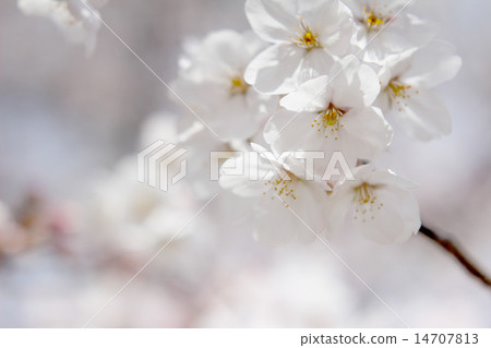 櫻花花瓣C. 14707813