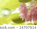 Cherry blossom petal D 14707814