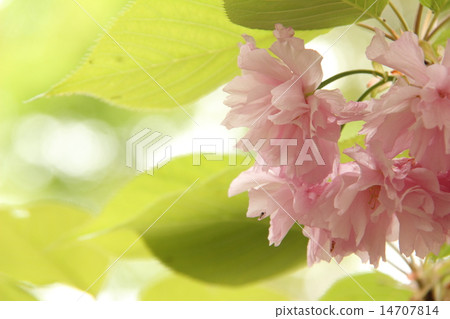 Cherry blossom petal D Cherry blossom petal D 14707814